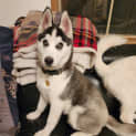 Photo of Bugbear