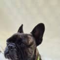 Photo of Dottie   4 Year Old French Bulldog (Trial)