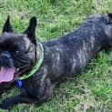 Photo of Dottie   4 Year Old French Bulldog (Trial)