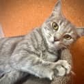 Photo of Odi
