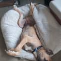 Photo of Duke 6 Month Old Mastiff X (Trial)