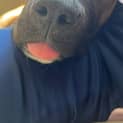 Photo of Duke 6 Month Old Mastiff X (Trial)