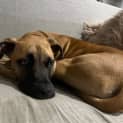 Photo of Duke 6 Month Old Mastiff X (Trial)