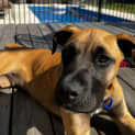 Photo of Duke 6 Month Old Mastiff X (Trial)