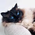 Photo of Jinx   Located In Preston