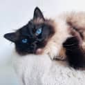 Photo of Jinx   Located In Preston