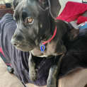 Photo of Frank   4 Month Old Great Dane X Mastiff (Trial)