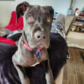 Photo of Frank   4 Month Old Great Dane X Mastiff (Trial)