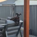 Photo of Frank   4 Month Old Great Dane X Mastiff (Trial)