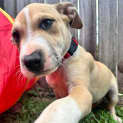 Photo of Satine