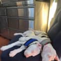 Photo of Spot