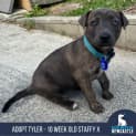 Photo of Tyler 10 Week Old Staffy X