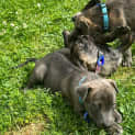 Photo of Tyler 10 Week Old Staffy X
