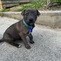 Photo of Tyler 10 Week Old Staffy X