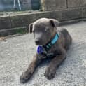 Photo of Tyler 10 Week Old Staffy X