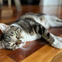 Photo of Cyndi L**2nd Chance Cat Rescue**