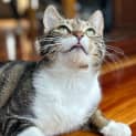 Photo of Cyndi L**2nd Chance Cat Rescue**