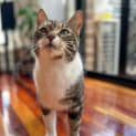 Photo of Cyndi L**2nd Chance Cat Rescue**