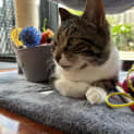 Photo of Cyndi L**2nd Chance Cat Rescue**