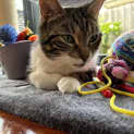 Photo of Cyndi L**2nd Chance Cat Rescue**