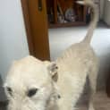 Photo of Teddy
