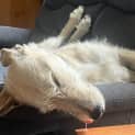 Photo of Teddy