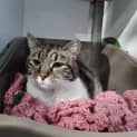 Photo of Honey