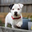 Photo of Indi