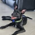 Photo of Olive 4.5 Month Old Kelpie X (Trial 8/10/23)