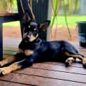 Photo of Nyx