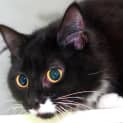 Photo of Jinx