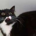 Photo of Jinx