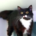 Photo of Jinx