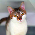 Photo of Lemur