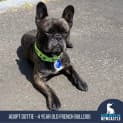 Photo of Dottie   4 Year Old French Bulldog (Trial)