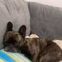 Photo of Dottie   4 Year Old French Bulldog (Trial)