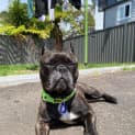 Photo of Dottie   4 Year Old French Bulldog (Trial)