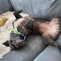 Photo of Dottie   4 Year Old French Bulldog (Trial)