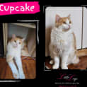 Photo of Cupcake