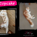 Photo of Cupcake