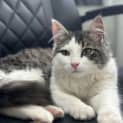 Photo of Sebastian **2nd Chance Cat Rescue**