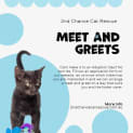 Photo of Sebastian **2nd Chance Cat Rescue**