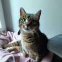 Photo of Gypsy 