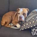 Photo of Bosley
