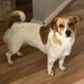 Photo of Pippa