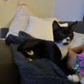 Photo of Smudge 4 Month Old Domestic Short Hair (Trial)
