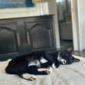 Photo of Smudge 4 Month Old Domestic Short Hair (Trial)