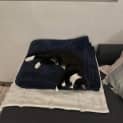Photo of Smudge 4 Month Old Domestic Short Hair (Trial)