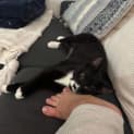 Photo of Smudge 4 Month Old Domestic Short Hair (Trial)