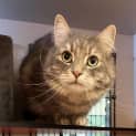 Photo of Ollie